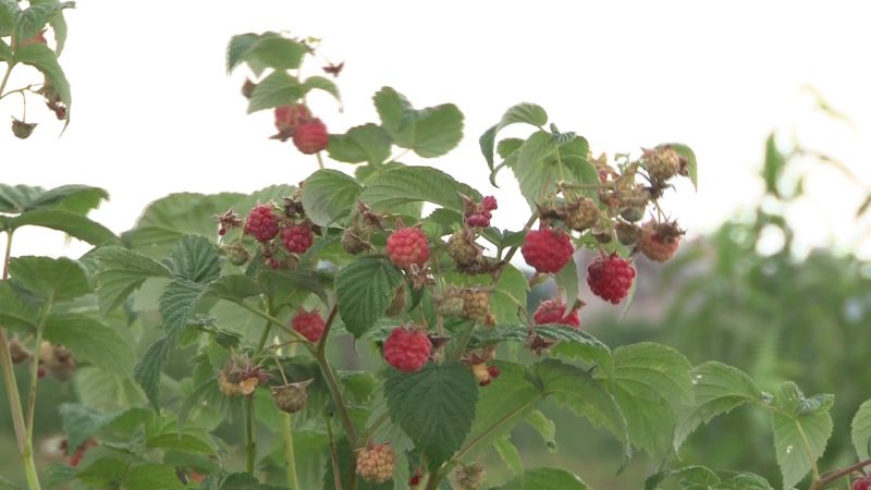 PRODUCŢIA DE ZMEURĂ, AFECTATĂ DE VREME