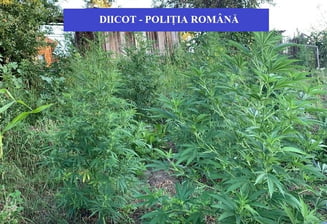DROGURI PE VALEA DÂMBOVIŢEI! UN BĂRBAT A FOST REŢINUT