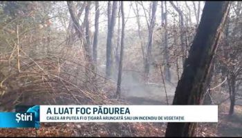 A LUAT FOC PĂDUREA